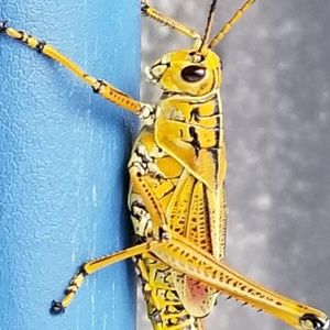 Meet your Posher, Doug